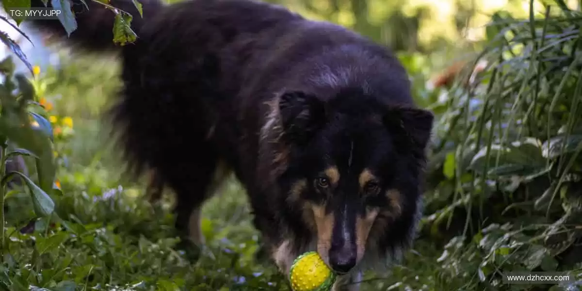 赛事门票,开启你的荣耀之旅🎫